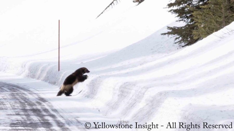 Photo courtesy of Yellowstone Insight