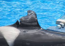 Photo courtesy of SeaWorldofHurt.com